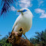 hZWRVXrndag-channel-avatar-Natural Birds24