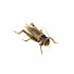 jT2N21pGOCI-channel-avatar-Jangkric