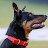 @ultimuttdogs Avatar