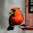 UfpUGeLKe-Y-channel-avatar-Backyard Beaks