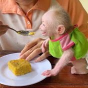 Cute Monkey Home