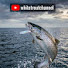 TyTIFVp7V0k-channel-avatar-whitetroutchannel