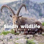 wildlife  animals of sindh