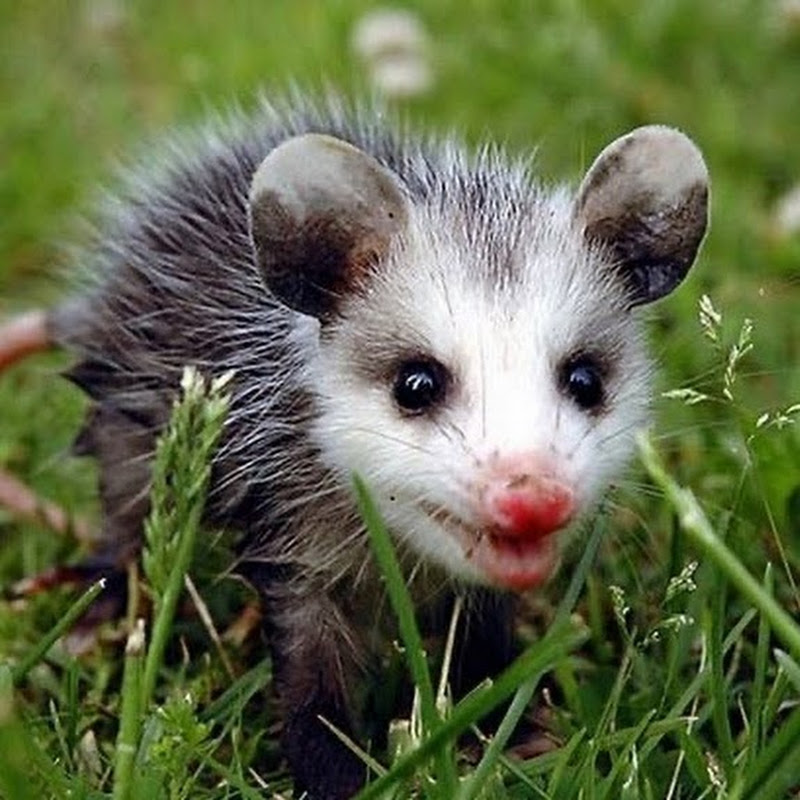 Laurelwood Wildlife Rehabilitation avatar