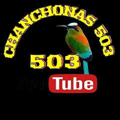 Chanchonas 503 avatar