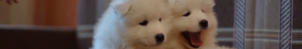 Samoyed Dogs यूट्यूब चैनल अवतार