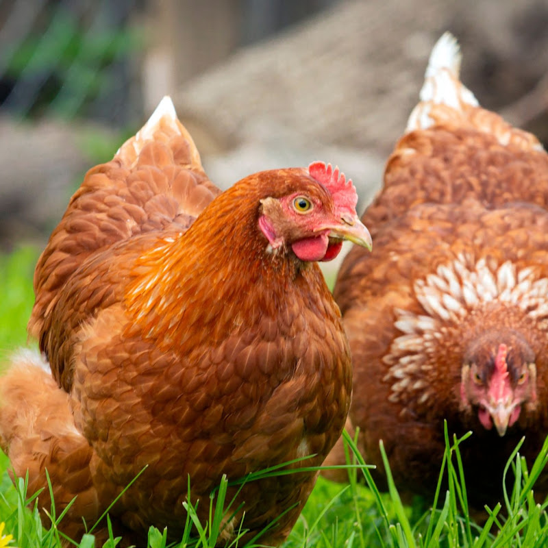 El Gallinero Feliz Tv