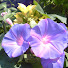 cJ6zoJoLiik-channel-avatar-peace7755