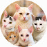C2Ol5rnaS2g-channel-avatar-保護猫ガク