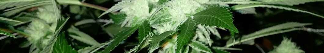 Dutchman's Medical Marijuana Avatar de chaîne YouTube