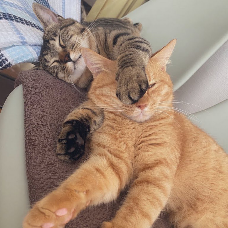 猫とアラフォー