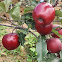 ANP Apple Orchard logo
