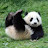 @drunkpanda_1