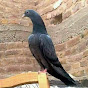 Kabootar Bazi Lovers Image Thumbnail