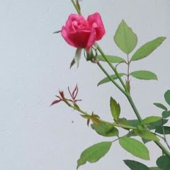 YÊU Khoa Học Tự Nhiên