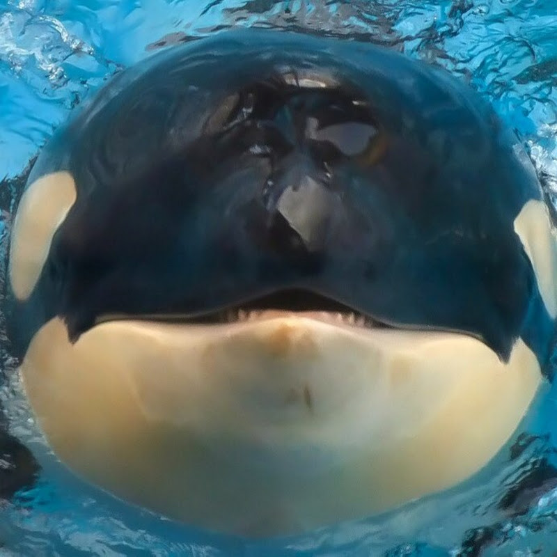 H2OMammals