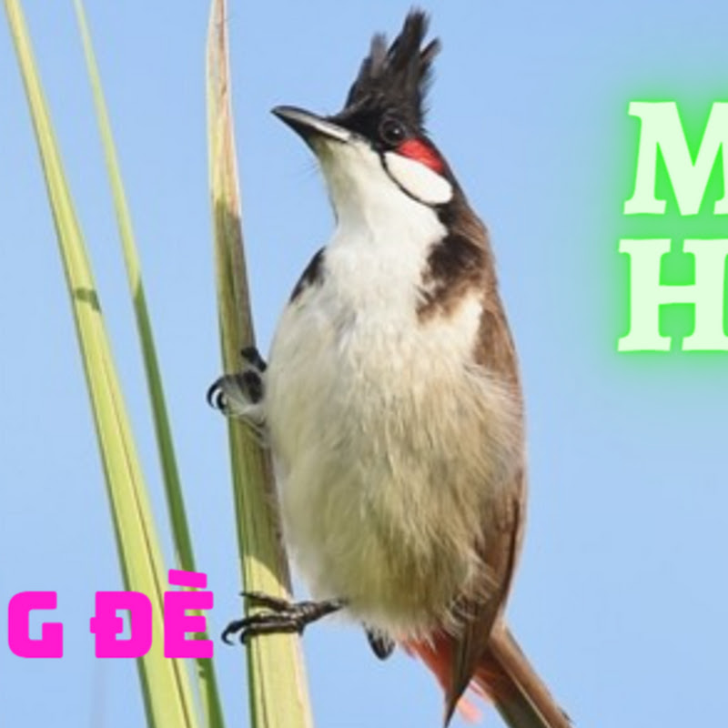Chào Mào Mái 4.0