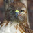 NATURECAMHD - The Home of Bronx Red-tailed Hawks