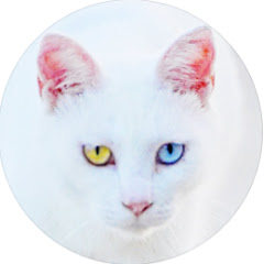 湯島猫島ありのまま