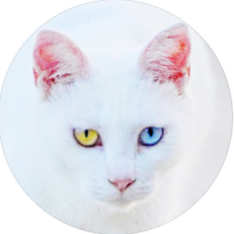 湯島猫島ありのまま logo