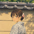 cLPO-ePJk0A-channel-avatar-Momo’s Life in Japan
