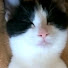 aHpdvfQkxgM-channel-avatar-保護猫との暮らしチャネル[Life with rescued cats]