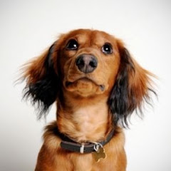 Daily Dose Of Dachshund