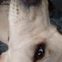 Bellylaff Labradors Funniest Home Videos - @bellylafflabradorsfunniest1503 YouTube Profile Photo
