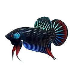 Betta Wild Vlogsの画像