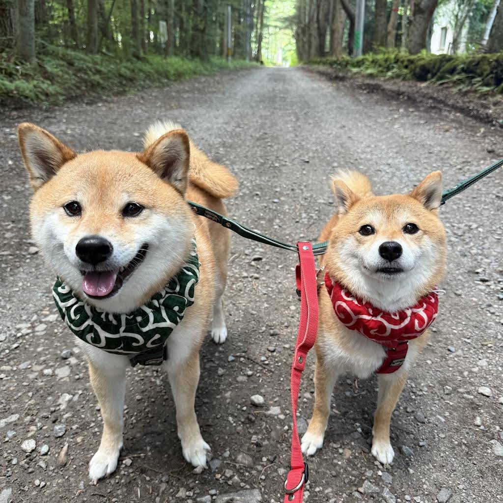 とむくんです。 Shiba Inu Fuku & Tom - YouTube