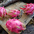 Texas Dragon Fruit