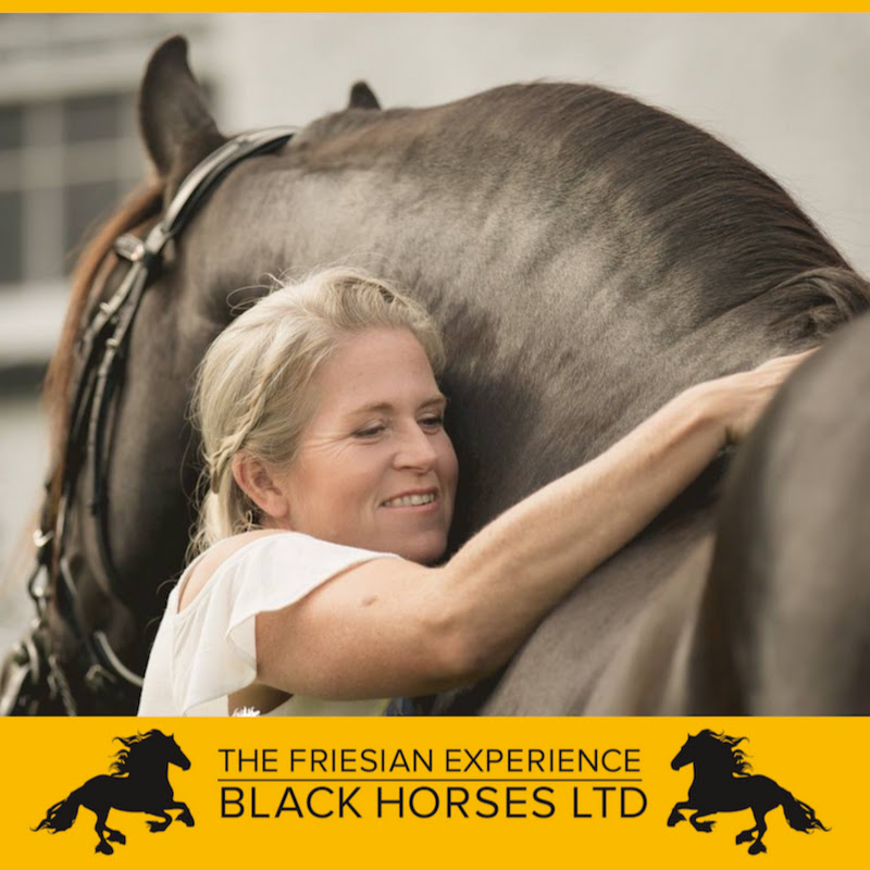 Black Horses - The Friesian Experience