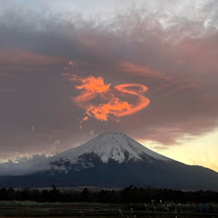 春イカアイコン画像