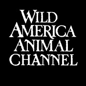 Wild America Animal Channel