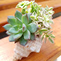 Artistic Succulent (Love Succers) 植得 logo