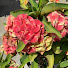 0_iCcZKyF_4-channel-avatar-El Jardín De Vero