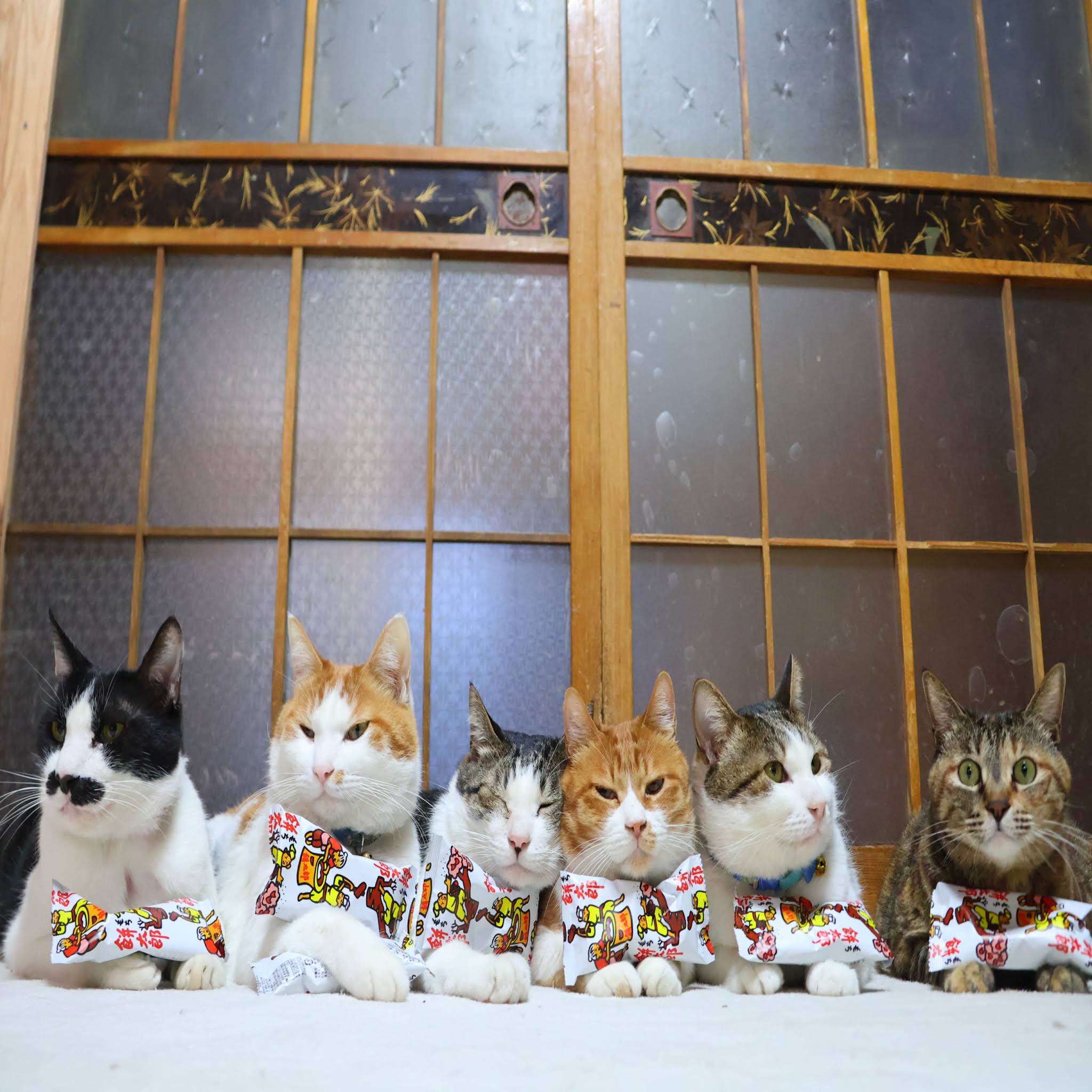 のせ猫 YouTube