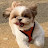 @spring-tv-dongtan