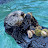 @WELOVESEAOTTER
