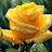 @Angel17000
