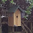 Honeysuckle Bird House