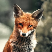 Wild Animals in a Wild Garden