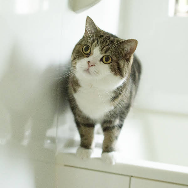 Post from I am Maru. - YouTube