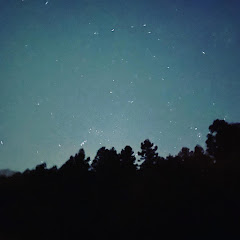 森