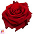 LH3XCG2mSMY-channel-avatar-Rose