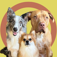 2DOGSEMEIO