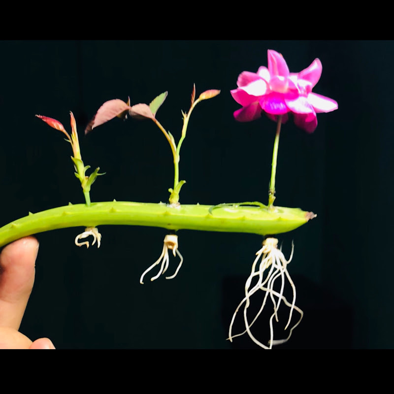 Dr. Plants X