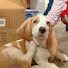 aqDw9nO2UEA-channel-avatar-hoyt the basset hound