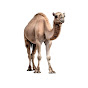 Arabic Camel  logo