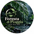 0UxkyWTtZz4-channel-avatar-Foresta di Pioggia